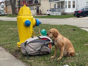 Dog abandoned on street with bag full of toys and heartbreaking note from owner