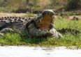 Man has chunks ripped out of his leg after mistaking an alligator for a dog