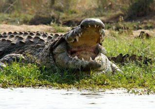 Man has chunks ripped out of his leg after mistaking an alligator for a dog