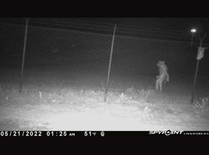 Mystery creature seen walking upright outside US Zoo sparks fierce debate