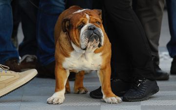 Vets ask people to ‘stop and think’ before buying an English bulldog or flat-faced breed