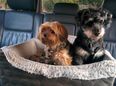 Driving with a dog in your car could land you with a £5,000 fine