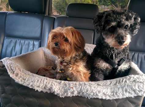 Driving with a dog in your car could land you with a £5,000 fine