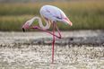 ‘Flamingo test’ reveals your likelihood of dying within 7 years