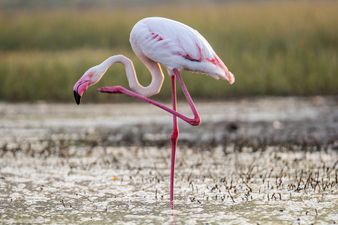 ‘Flamingo test’ reveals your likelihood of dying within 7 years