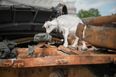 Goat triggers boobytrap injuring 40 Russian soldiers who had just planted cache of grenades