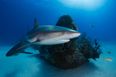 Swimmers turn on shark and attack it with mop as it approaches beach