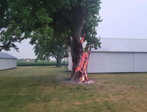 The ‘crazy’ moment a tree burned from the inside out after lightning strike