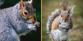 Squirrels have turned carnivorous and no one knows why