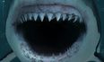 World’s deadliest sharks could head to UK waters because of global warming, expert warns