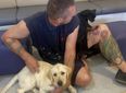 Ten dogs and puppies found ‘half dead’ after being left in vans on a ferry on hottest day of the year