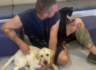 Ten dogs and puppies found ‘half dead’ after being left in vans on a ferry on hottest day of the year