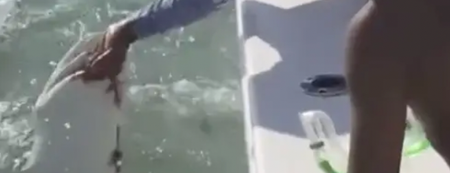 Fisherman fights shark as he tries to get his finger back- ‘I lost my goddamn pinky’