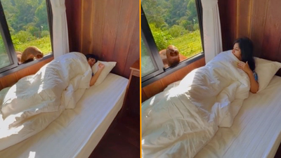 Watch: The moment an elephant gently wakes a sleeping woman in Thailand hotel