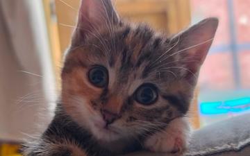 Warning over serial cat killer after ’15 drop dead’ in town