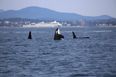Rare footage of three orcas killing a great shark for its liver, supports popular theory