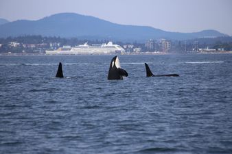 Rare footage of three orcas killing a great shark for its liver, supports popular theory