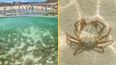 Tourists left ‘squealing’ as thousands of venomous crabs invade UK beach