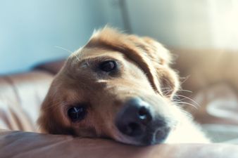 Vet’s heartbreaking plea to owners putting pets to sleep