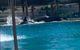 SeaWorld responds after footage showing killer whales attacking each other leaves visitor in tears