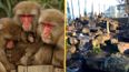 Intruder who broke into monkey enclosure in Tasmania at risk of ‘potentially fatal’ herpes