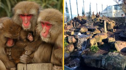 Intruder who broke into monkey enclosure in Tasmania at risk of ‘potentially fatal’ herpes