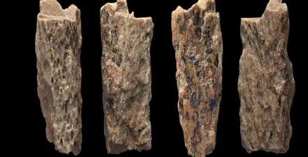 Incredible case of the only known individual whose parents were two different species