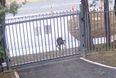 Kangaroo attacks the gates of the Russian embassy in Australia