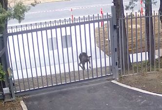 Kangaroo attacks the gates of the Russian embassy in Australia