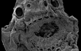 Mystery of ancient creature with no anus solved