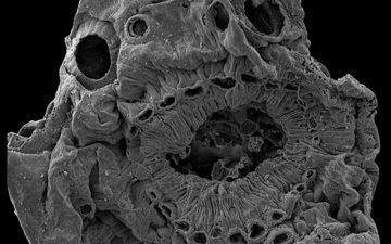 Mystery of ancient creature with no anus solved