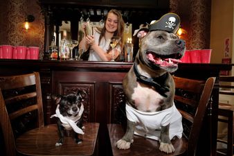 Party planners claim to have created the world’s first stag do… for dogs