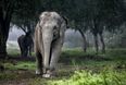 Elephant rips handler in half after heavy work and heat makes it ‘go crazy’