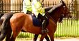 Met Police horse collapses and dies during Notting Hill Carnival
