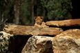 Man mauled to death by a lion after jumping zoo fence to try and ‘steal a cub’