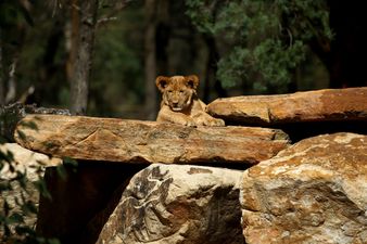 Man mauled to death by a lion after jumping zoo fence to try and ‘steal a cub’