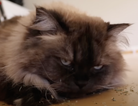 Woman builds AI system to observe her cats’ poo