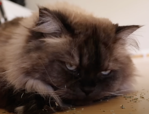 Woman builds AI system to observe her cats’ poo