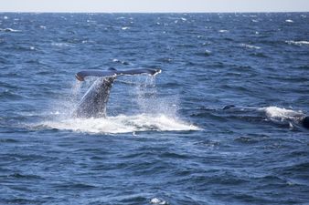 Five people killed as ‘whale collides with boat’ in ‘terrible’ collision at sea
