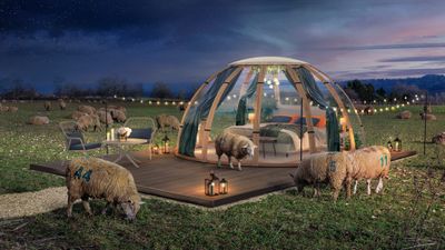 World’s first real sheep-counting sleep experience will showcase ‘the power of a good night’s rest’