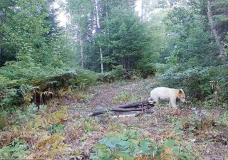 One in a million ‘spirit bear’ photographed moments before being killed