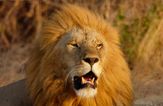 ISIS jihadists mauled to death and eaten by lions and crocodiles after retreating from battle