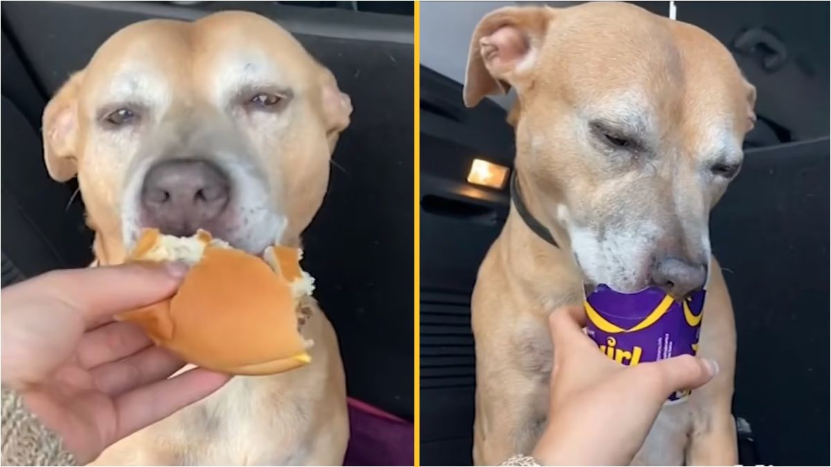 Dog dying of cancer tries a McDonald's cheeseburger for the first time