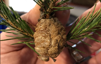 Warning to check Christmas trees for mysterious clumps that need to be removed immediately