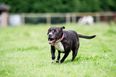 21 school kids injured after two dogs attacked their playground