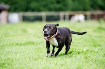 21 school kids injured after two dogs attacked their playground