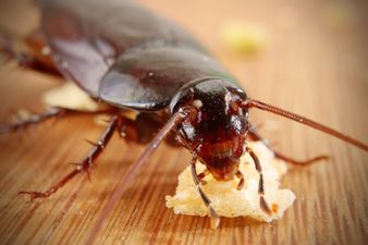Zoo offers people the chance to name a cockroach after their ex this Valentine’s Day