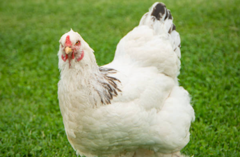 Man dies after ‘absolutely brutal’ attack by chicken
