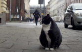 Fat-cat becomes city’s top-rated tourist attraction – with purrfect 5-star rating