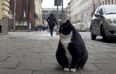 Fat-cat becomes city’s top-rated tourist attraction – with purrfect 5-star rating
